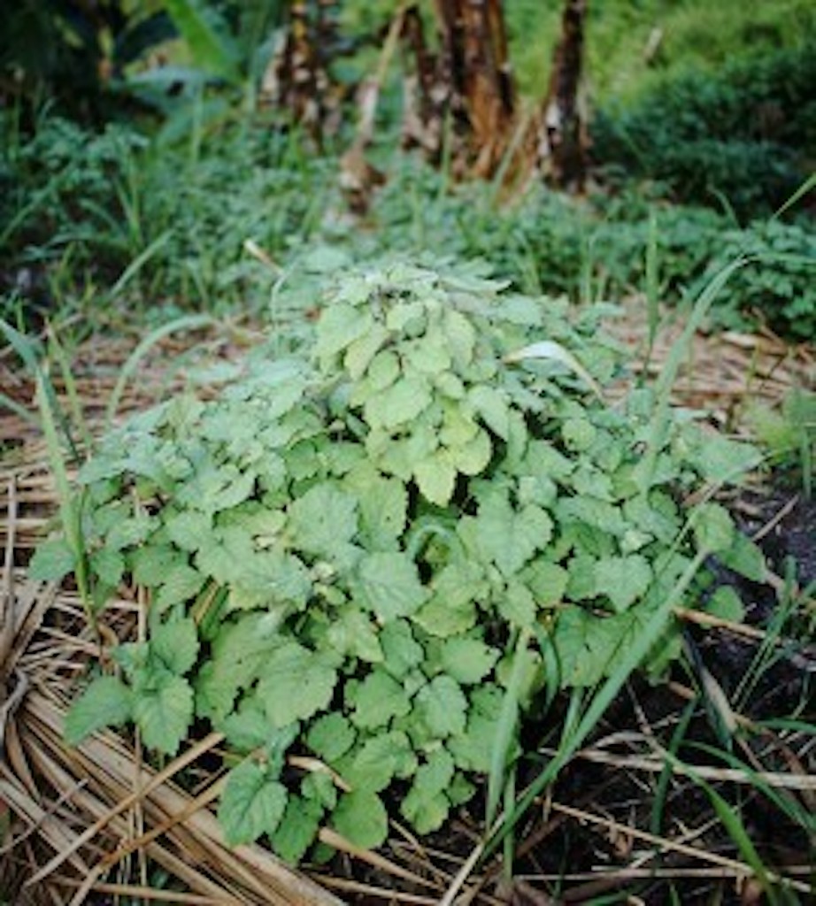 patchouli